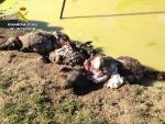 La Guardia Civil investiga a cuatro personas por hurtar y matar a golpes ganado porcino