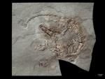 Restos fósiles de Spinolestes xenarthrosus