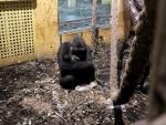 Nace en el Parque de la Naturaleza de Cabárceno el cuarto gorila en apenas cinco años