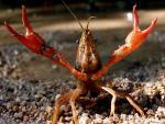"Mucha participación" en la concentración de Isla Mayor en defensa del sector del cangrejo rojo