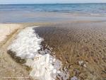 Comunidad apunta a baja salinidad y ltimo temporal como causantes de la aparición de pepinos marinos en Los Alcázares