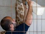 La cría de jirafa baringo sale a la Sabana Verde y se puede elegir su nombre en Facebook
