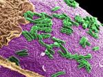 El conocimiento sobre comunidades microbianas que habitan en el intestino es mayor con los años, según un especialista