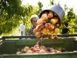 Productores piden a la Comisión Europea medidas urgentes frente a la crisis en el sector de la fruta
