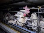 Igualdad Animal denuncia la crueldad de las jaulas en las que viven gallinas productoras de huevos en Lombardía (Italia)