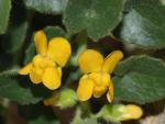 Descubren en la Sierra de Gádor un nuevo género de planta vascular con un "elevado riesgo de extinción"
