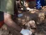 Finaliza la exhumación de fosa en Burgos tras recuperar restos de 7 personas