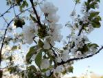 El Cerezo en Flor ha sido declarada Fiesta de Interés Nacional