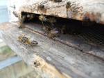 España perdió un 11,9 por ciento de sus colmenas de abejas durante el invierno de 2013 a 2014, según un estudio