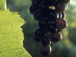 ARAG-Asaja reclama a Agricultura conocer los criterios de concesión de las autorizaciones de viñedo