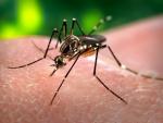 Sanidad no prevé más casos importados del virus Zika en España que de Chikungunya, unos 200 al año