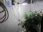 Sucesos.- La Policía Nacional desmantela en Paterna una plantación de marihuana y detiene a dos personas