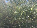 La UNIA de Baeza abordará el olivar ante el cambio climático en uno de sus cursos de verano