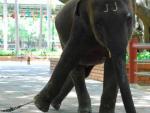 Montar en elefantes está considerada una de las atracciones con animales más crueles del mundo. /Europa Press