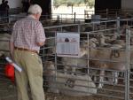 La Diputación de Badajoz subasta 172 cabezas de ganado ovino de pura raza merina