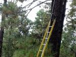 Rescatan a un parapentista tras quedarse colgado de un pino en La Orotava (Tenerife)