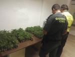 Detenidos dos hombres al ser sorprendidos tirando 800 plantas de marihuana antes de llegar a un control