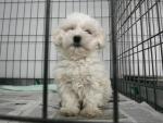 Rescatan 31 perros de raza que se vendían ilegalmente en una casa de Ciempozuelos