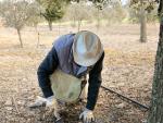 Las ayudas de la Diputación de Huesca al sector de la trufa llegan a más de 60 productores