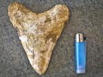 Un agricultor de Huelva halla un diente de tiburón de hace 6 millones de años