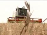 La Junta pide extremar precauciones en las labores de recogida de cosecha mañana ante el alto riesgo de incendios