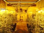 Detienen a un septuagenario que poseía un cultivo interior con 735 plantas de marihuana en Camarena (Toledo)