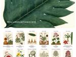 Una docena de obras que evocan el exotismo filipino del siglo XVIII ilustran el calendario 2018 del Real Jardín Botánico