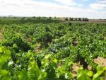 Ciudadanos exige que Nagore explique el reparto de las nuevas plantaciones de viñedo del 2017