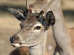 El PSOE pide explicaciones a la consejera de Medio Ambiente por la muerte de al menos 60 ciervos