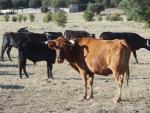 Aprobada una moción que evita las subvenciones en Logroño a espectáculos que "conlleven maltrato físico a los toros"