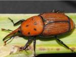 Descubren que en algunos escarabajos el caparazón actúa como un "escudo" térmico que regula la temperatura corporal