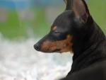 Equo denuncia las "malas condiciones" en el transporte de cachorros desde Europa del Este y pide más controles