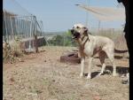 La Diputación de Badajoz facilita más de una veintena de adopciones de perros abandonados en diez días