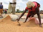 La FAO ve un alza en los precios los alimentos por las cosechas