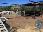 Investigan en Málaga al dueño de un caballo por su estado de abandono y desnutrición