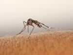 La densidad del mosquito tigre se mantiene estable en Llucmajor