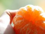 Andalucía, con 13.416 toneladas, encabeza la comercialización de la variedad protegida de mandarina Orri en España