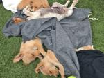 Adoptados en 20 días los seis cachorros rescatados de un contenedor en Cabanillas (Guadalajara)
