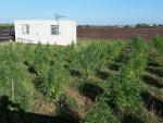 Dos detenidos y desmanteladas dos plantaciones de marihuana en Utrera y Dos Hermanas