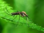 Salud difunde consejos para evitar la proliferación de mosquito tigre en la Región