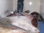 Intervenidos 807 kilos de atún sin documentación en un camión que circulaba por la A-49