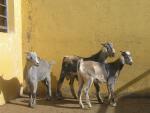 El Gobierno canario constata la "gran adaptabilidad" de la cabra majorera como recursos para paliar el cambio climático