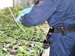 Dos detenidos y más de 100 plantas de marihuana confiscadas en una operación policial en Elche