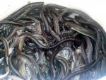 La contaminación y la pesca ponen en riesgo la supervivencia de la anguila
