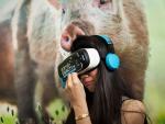 Madrileños podrán experimentar este sábado la "crueldad" de las granjas industriales con unas gafas de realidad virtual