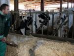 UPA valora negativamente el primer año sin cuotas lácteas, que se ha saldado con pérdidas y cierre de granjas