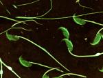 UCLM participa en investigación sobre ratones que demuestra cómo la competencia espermática empeora la calidad de semen