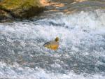 Las ONG ambientales piden una política activa de conservación de ríos y humedales y optimizar los recursos