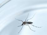 Corea del Sur confirma el primer caso de zika en el país