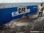 Catalina, un enorme tiburón blanco que es seguido de cerca en las costas de Florida